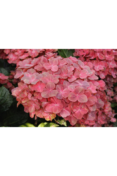 Hydrangea Rebelion® Choco Love
